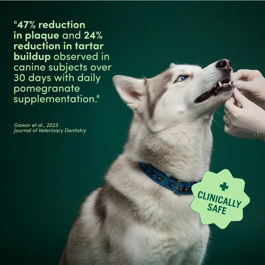 Breath Buddy Dog Dental Powder